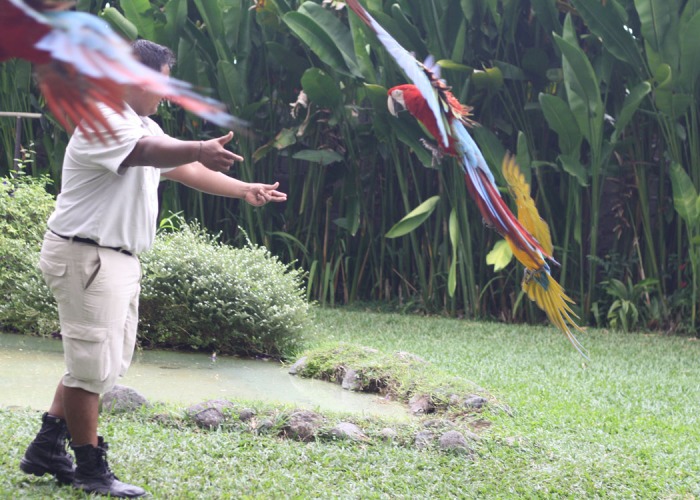 Amazon parrots performing at the Bali Bird Park