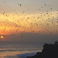 Bats at sunset Tanah Lot